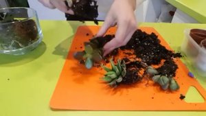 Минисадик из суккулентов ?Суккуленты в прозрачном горшке? Украшаем квартиру