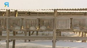 Северная рыбалка на царскую рыбу | Северный колорит 02.11.2021