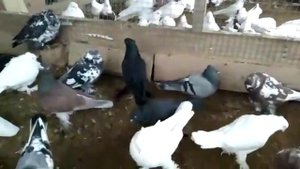 5 ноября 2019 г. рассказываю про черных, линии, паровка ,андижанские голуби