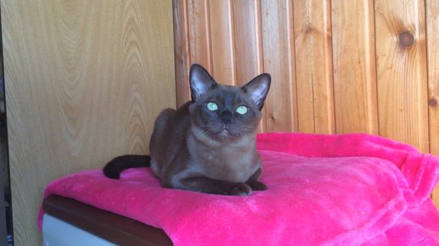 Котенок Бурма соболь Duran Duran смотреть онлайн