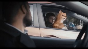 Кот выбирает тачку
