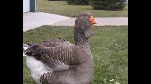 Крупный серый гусь Обзор самых известных пород гусей Мой опыт