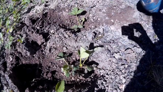 Французский СПОСОБ ВЫРАЩИВАНИЯ КЛУБНИКИ!БЕЗ ПОЛИВА И ПРОПОЛКИ! смотреть онлайн