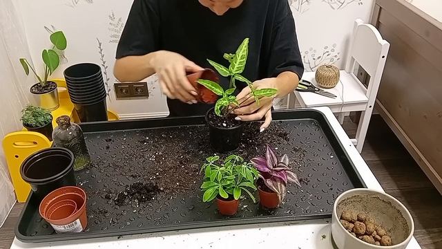 ?ЦВЕТОЧНЫЙ ВЛОГ?БОЛЬШАЯ ПЕРЕСАДКА КОМНАТНЫХ РАСТЕНИЙ С РЕЗУЛЬТАТАМИ✨Покупки с Вайлдберриз ?️ смотреть онлайн