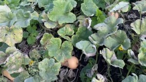 Тыква Атлас F-1 от компании Саката.