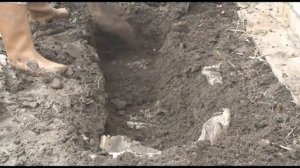 Завершение зимовки фуксий в траншее