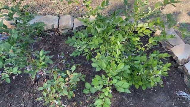 VLOG| КУПАНИЕ МОРЖЕЙ?| КОНТАКТНЫЙ САД| СТРОЙКА НАВЕСА| часть 7 смотреть онлайн