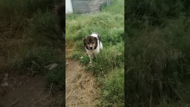 Волгоградская обл.!Нужна помощь алабаю!!!, собака находится в Котельниковский р-не, хуторе   Сафроно