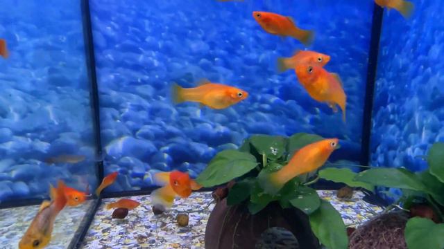 Beautiful fish Rosy bar barb, oranda small, black moor