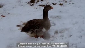 КРАСИВЫЕ ТУЛЬСКИЕ ГУСИ В ОРЛЕ