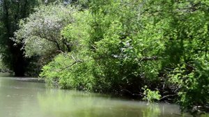 Free HD Footage River. Tropical jungle river. Бесплатный футаж река. Тропические джунгли.