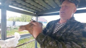 Куры, несущие голубое и розовое яйцо.