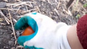 Собираю томаты. Томат Крайний север, Макс, Волчий клык