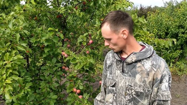 Сверхнадежная слива "Уральские зори" смотреть онлайн