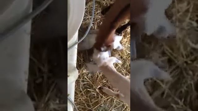 Корма для коз смотреть онлайн