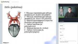 Пищеварительная система | Нормальная анатомия | Медвуза