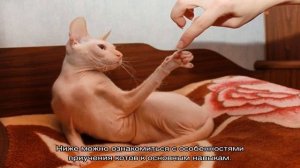 Как воспитывать котенка правильно и сделать ласковым и спокойным