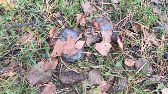 Алиса - лиса. Гуляем с животными. смотреть онлайн