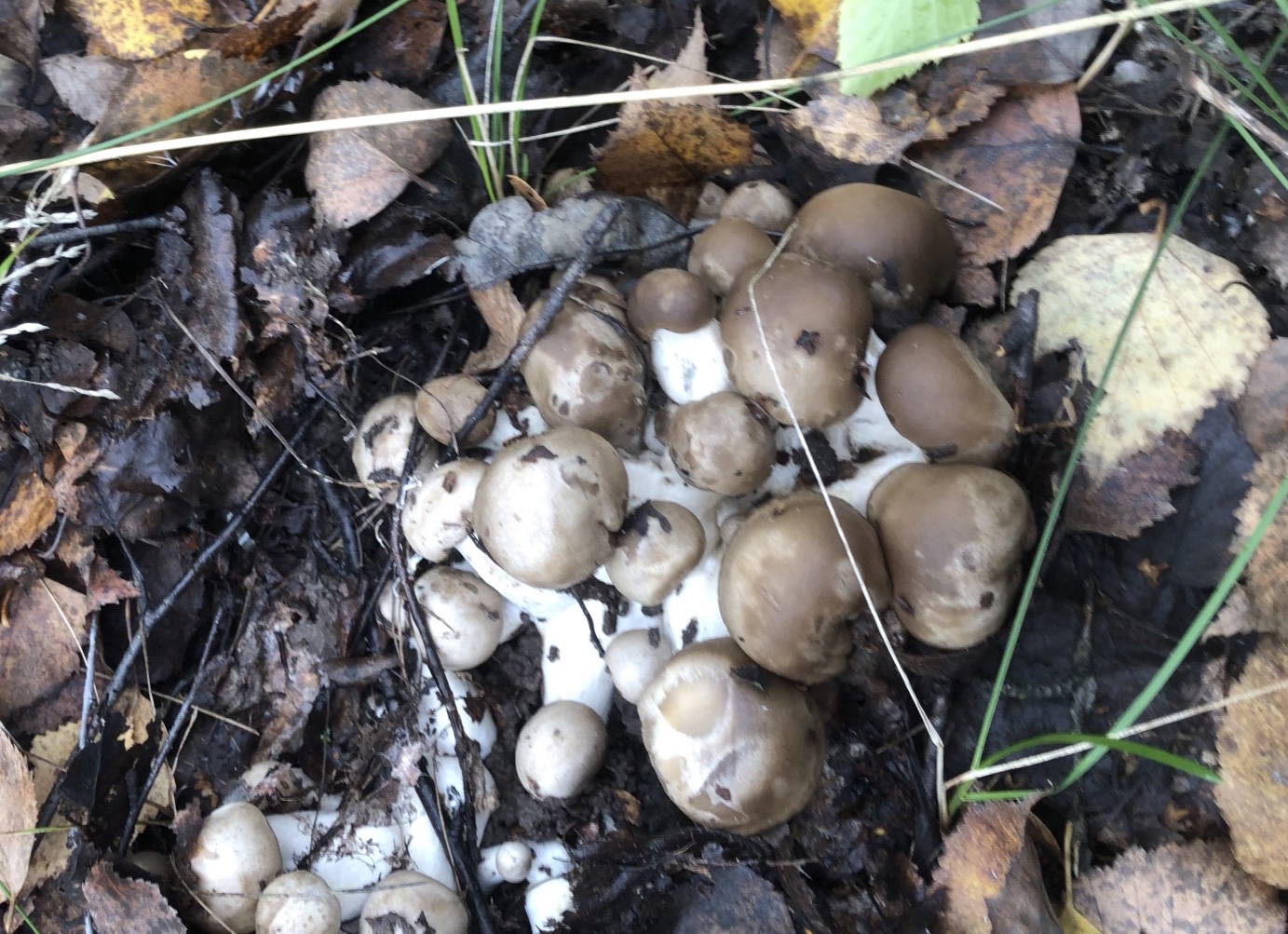 Съедобные осенние грибы Ленобласти