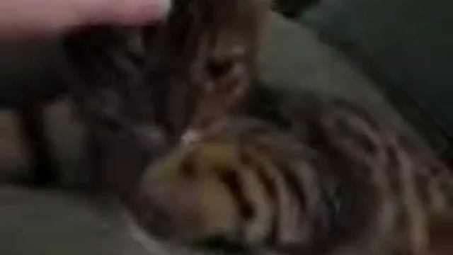 Тигровый кот Tiger cat bengal смотреть онлайн