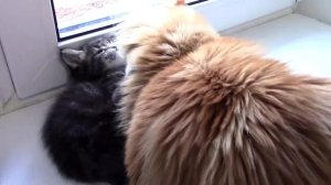 Кот Мейн-кун Семён строго воспитывает малыша Сайрекса!