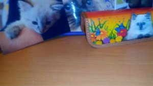 Что нужно купить перед появлением котёнка в доме