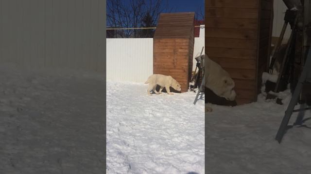 ПРОДАЖА!!! ЩЕНКИ среднеазиатской овчарки (алабая) от крупных родителей ЧЕМПИОНОВ смотреть онлайн