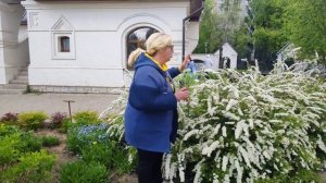 Лучший медонос Весны..