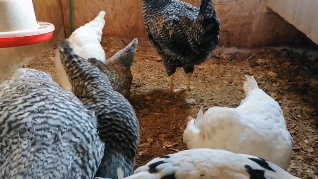 Почему погибают куры молодки смотреть онлайн