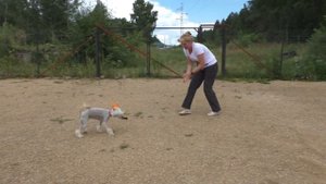Как научить собаку приносить игрушку - 4 способа