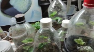 Малина Амира(саженцы), ежевика Блэк Джем, Прайм Арк Фридом, Натчез и другие сорта. Живём на Кубани