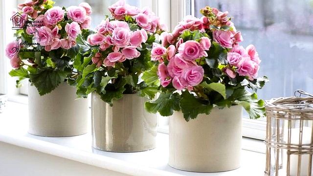 Растения для спальни// 6 вариантов смотреть онлайн