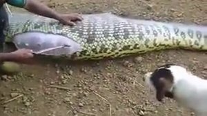 Жесть удав проглотил кабана! Слабонервным не смотреть!