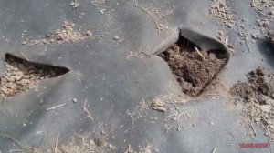 Сажаем ремонтантную, крупноплодную землянику,, Медовый вкус ".