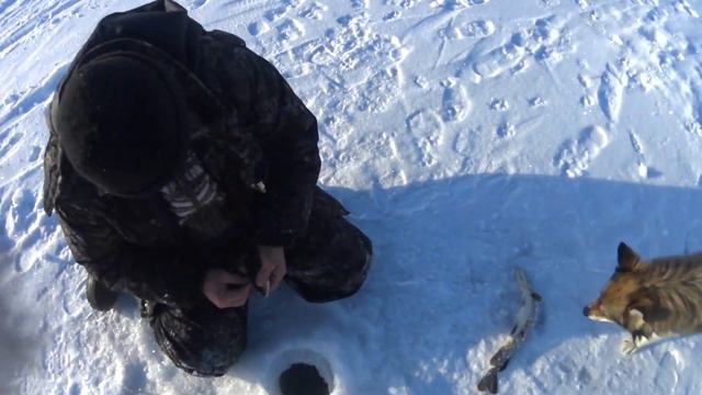 Ловим щуку зимой на жерлицы 2017 г. №1 смотреть онлайн