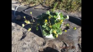 Клубника Крапо 10. Пустил неокрепшие кусты маточника на ягоду, и что из этого вышло