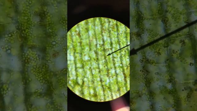 Cytoplasmic Streaming in a Plant Cell