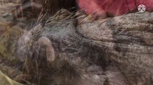 «Лысый» ежик: найденный незнакомкой, бедный лесной зверек растерял все свои иголки