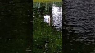Лебедь в Летнем саду СПб (Карпиев пруд)