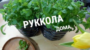 Руккола зимой дома!