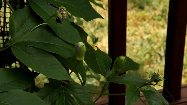 Passiflora incarnata bloom смотреть онлайн