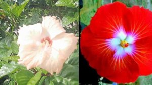 The way to taking care Hibiscus Plant