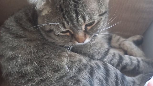 ПОКА ХОЗЯИН ОТДЫХАЕТ ЕГО РАБ ДОЛЖЕН ГОТОВИТЬ ! ШИКАРНАЯ ЖИЗНЬ КОТА КУЗЬМИЧА!
