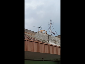 Кошачья драка на крыше