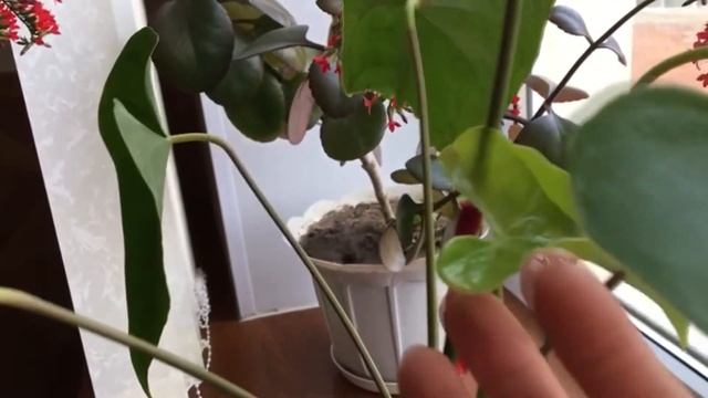 Комнатные цветы