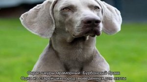 Легавая собака: русские, английские и немецкие породы