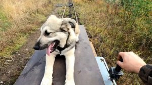 По лесам в поисках МЕТАЛЛОЛОМА. Интересные находки в ТАЙГЕ. Вывожу металл на "ПИОНЕРКЕ".
