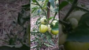 #Томат #Бобкат F1 VID 20190803 191615