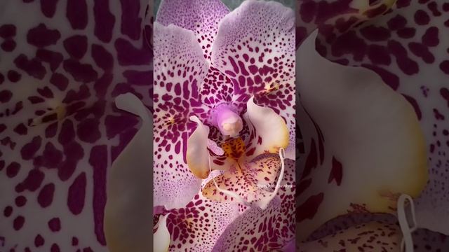 Phal. Sogo Diamond ‘HLW’ ?& phal. I-Hsin Spot Leopard peloric ? Домашнее цветение орхидей бабочек