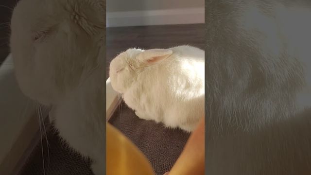 Bunny has hiccups while asleep смотреть онлайн